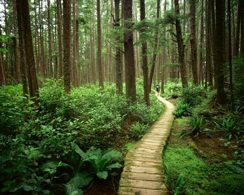 Forest Bathing Nature S Path Forest Bathing Nature S Path