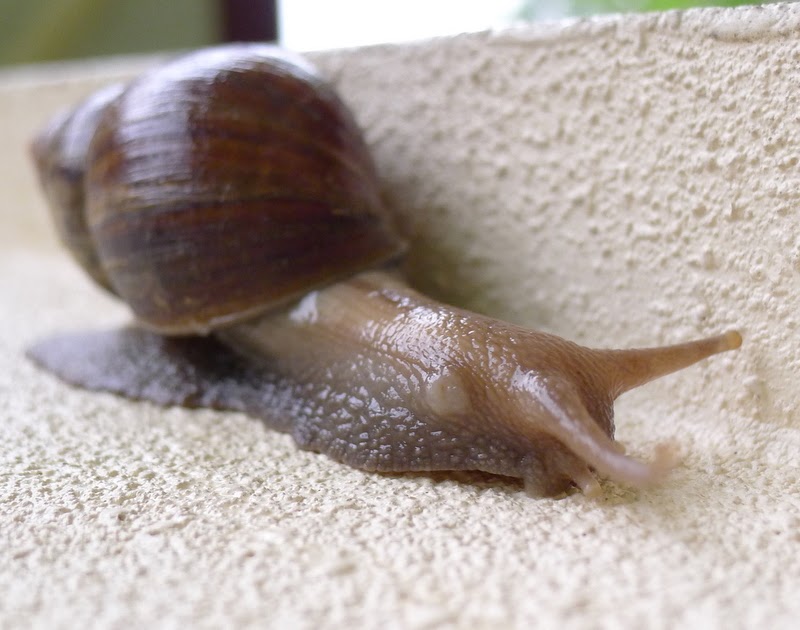 Sun Jun TRAVEL FOOD RECIPES PHOTOGRAPHY Snail Bites