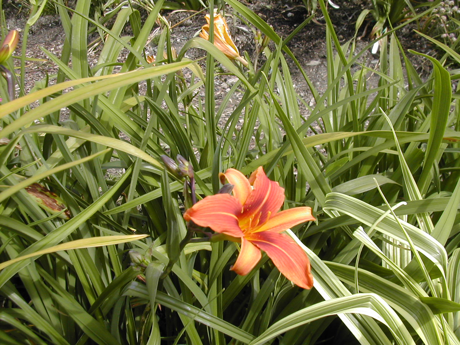 Urban Oasis Daylilies Variegated Hybridizing update