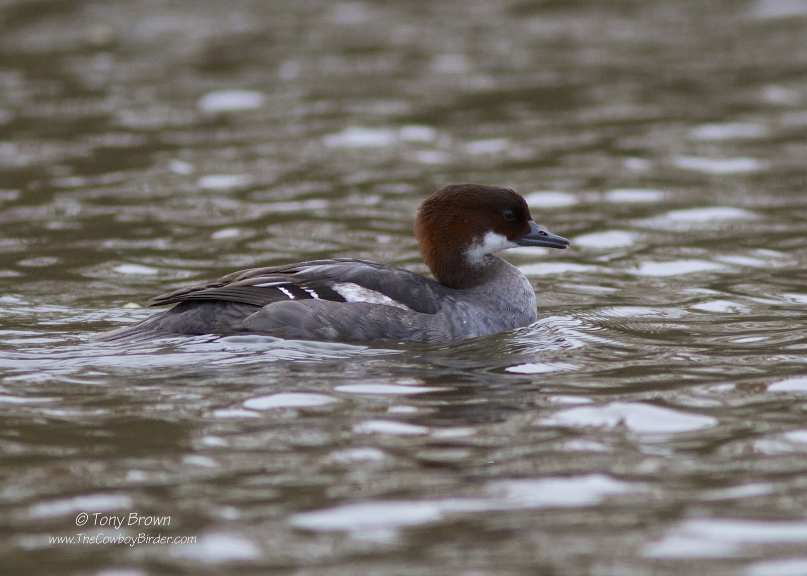 Redhead, Ducks, Epping Forest, Connaught Water, London