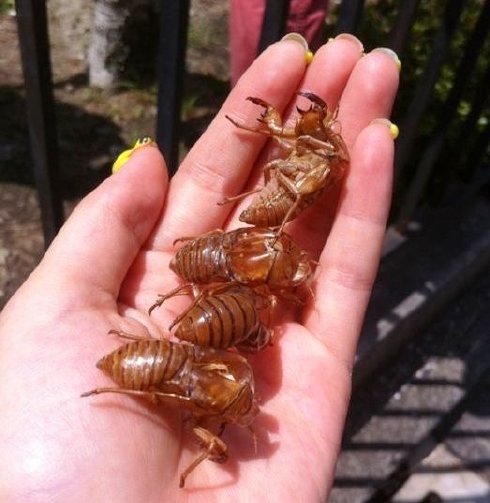 [Image: disgusting-cockroaches-01.jpg]