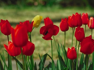 tulipanes.JPG