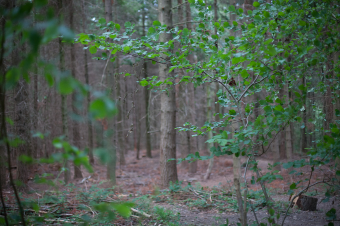 girl and guy in the forest at twilight