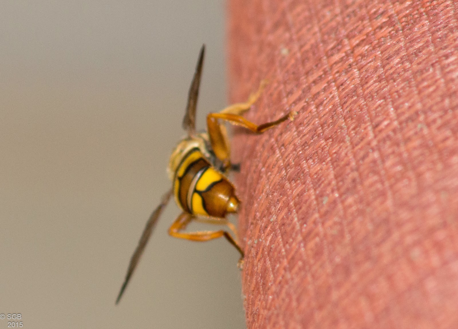 A Breath Of Nature News Bee