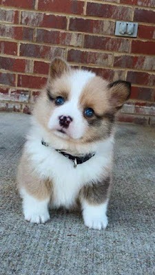 Wellness puppy Wellness puppy