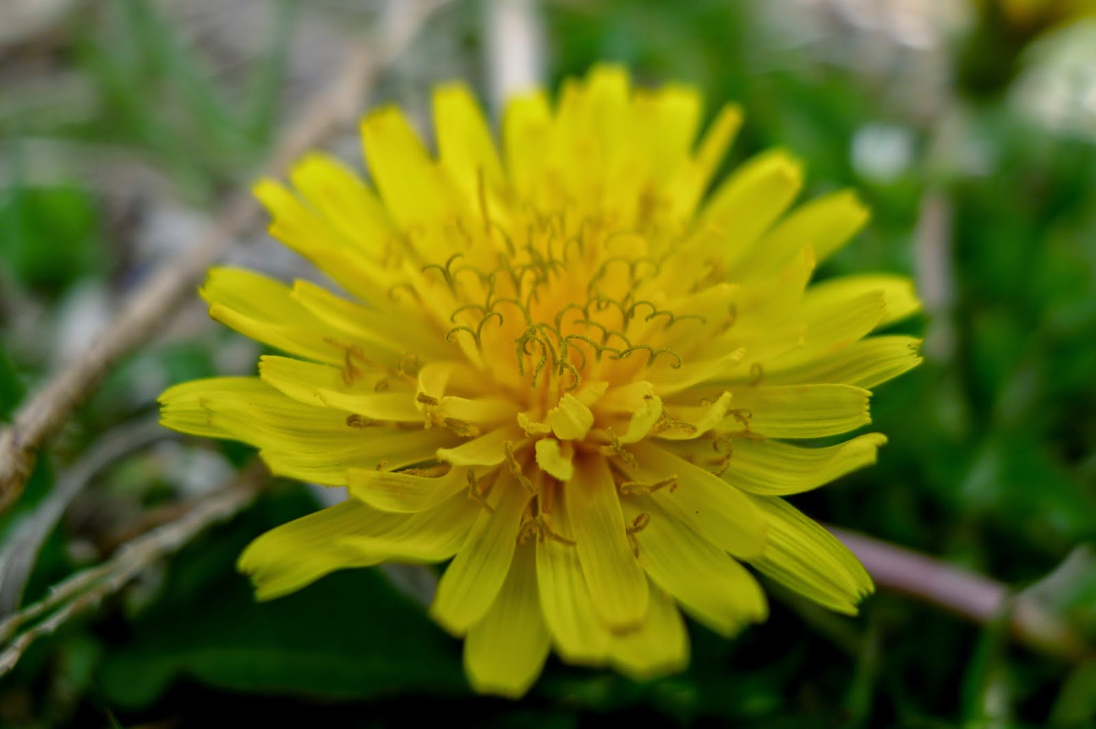 foraging for dandelions, recipes