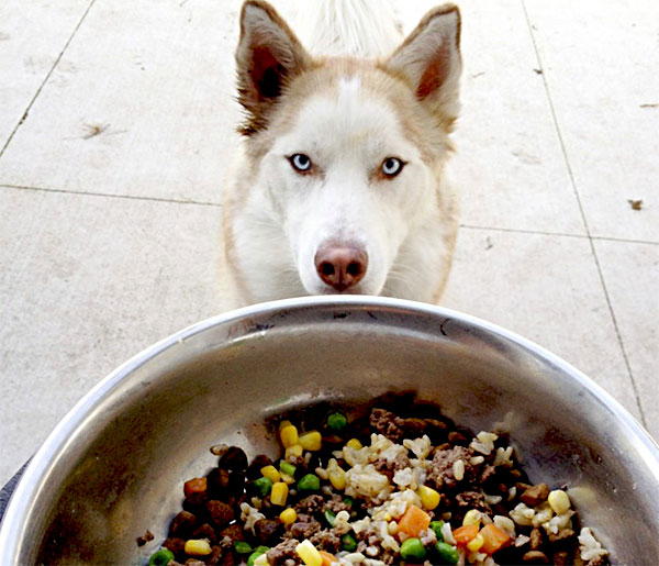 Comida para cachorro Perigos da ração industrializada para cachorros
