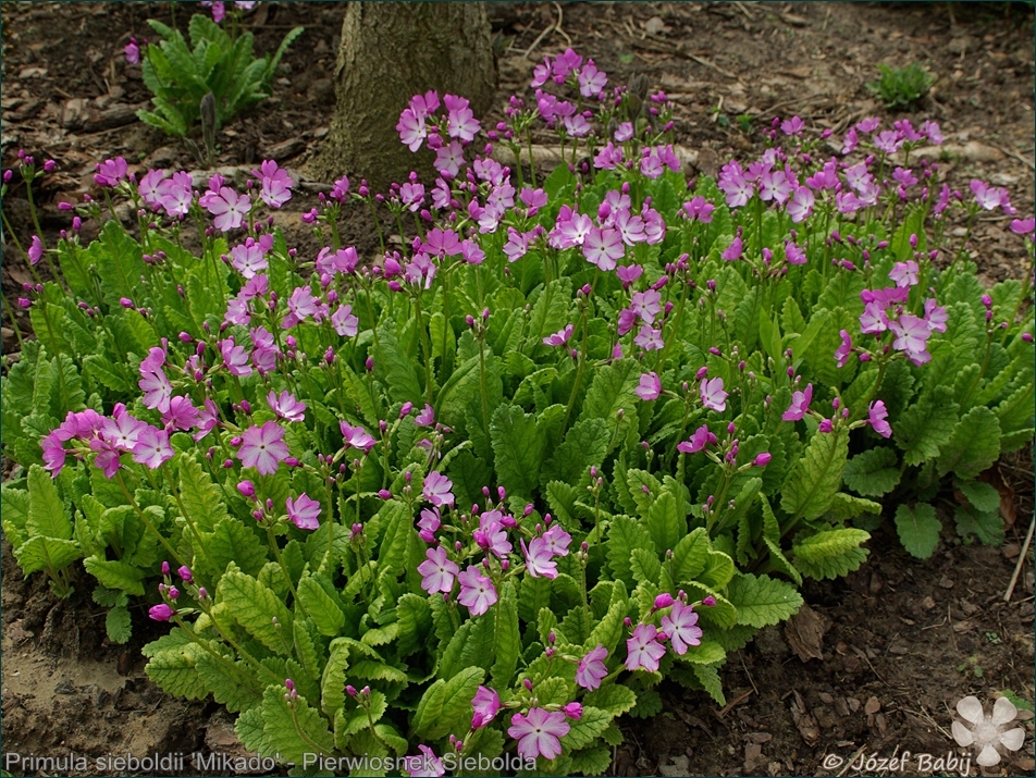 Primula sieboldii 'Mikado' - Pierwiosnek Siebolda