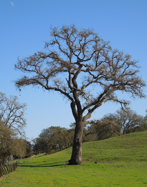 Looking at Deciduous Oak Trees in Winter