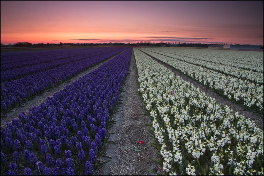 20. Flower fields, Lisse, Netherlands by Sven Broeckx 20. Flower fields, Lisse, Netherlands by Sven Broeckx