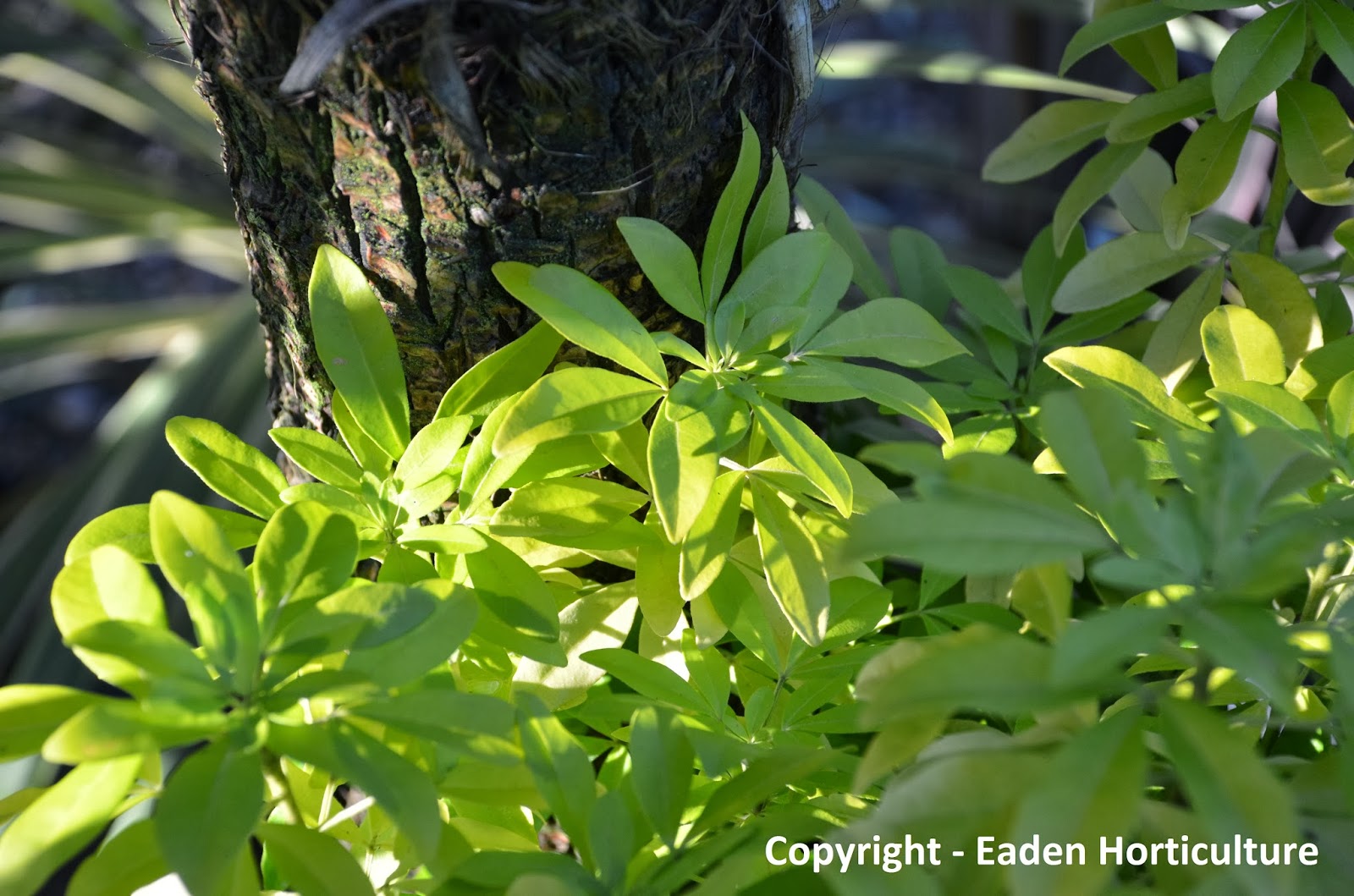 Future Plants By Randy Stewart Viburnum Part 1