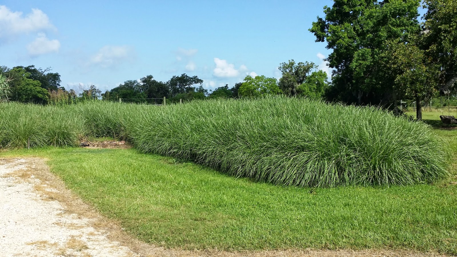 Vetiver Grass as a Forage