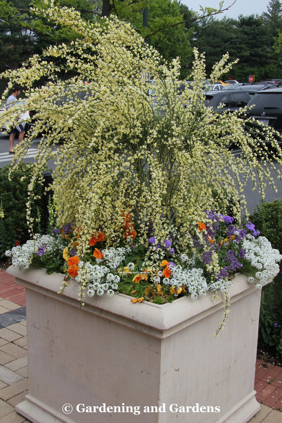 Bonney Lassie Wildflower Wednesday May 2014 Foxglove