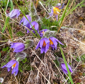 Wanderungen Durch Die Natur 01 03 15 01 04 15