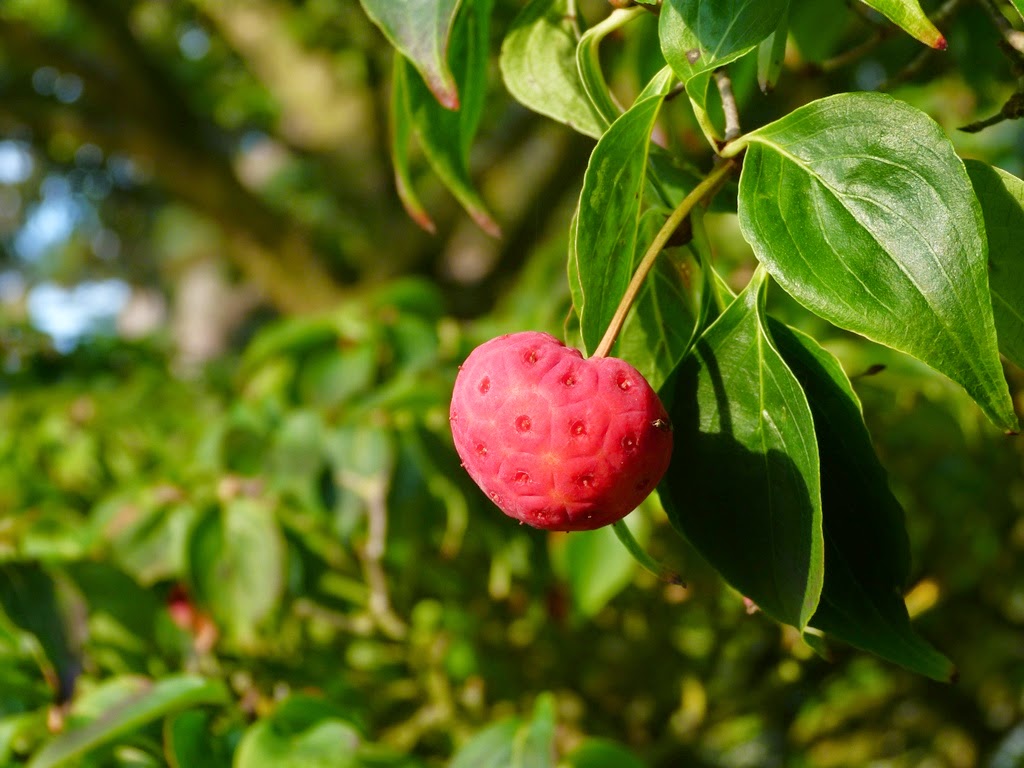 Science Blog Year 4 Strawberry Trees