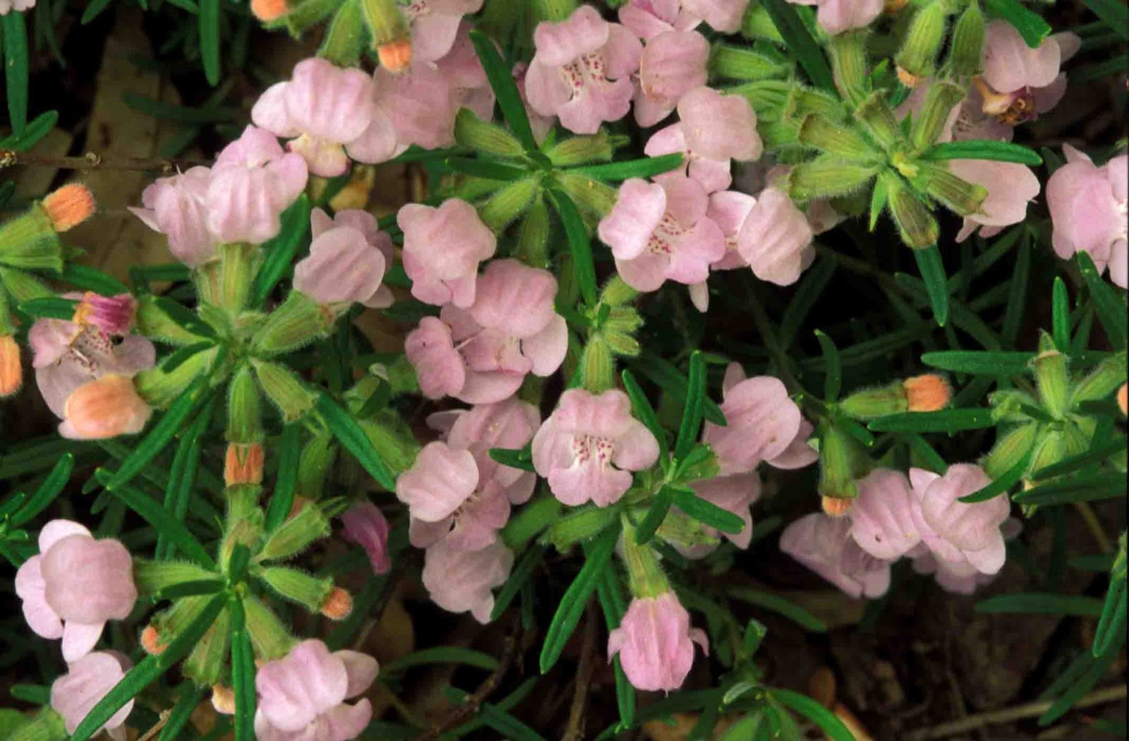 Kentucky Native Plant and Wildlife Plant of the Week Cumberland