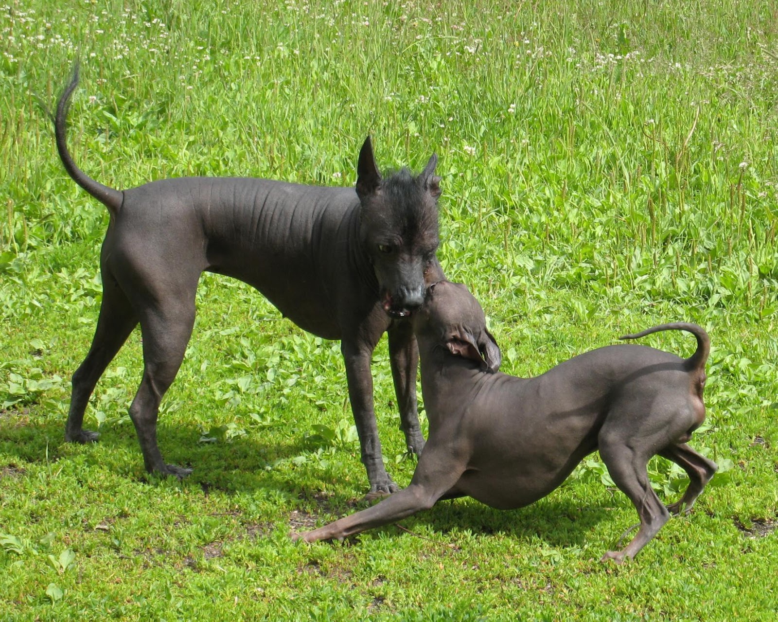 Shorthaired Dog Breeds Shorthaired Dog Breeds