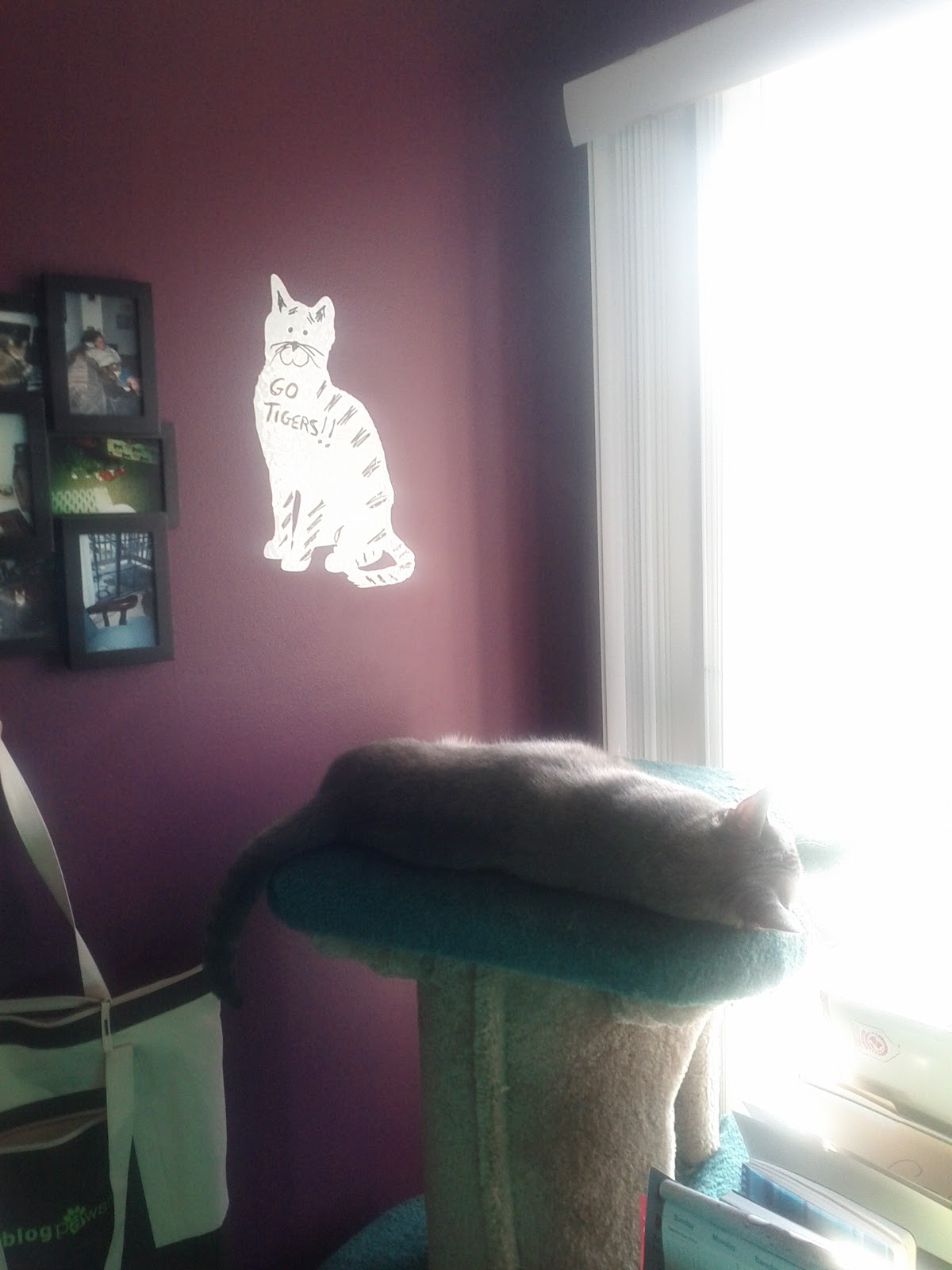 Cat Chat With Caren And Cody Fun Friday! A GiveAway From BumperPet!