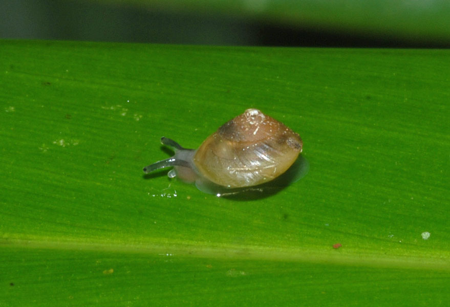 A Snail's Eye View A tale of two snails
