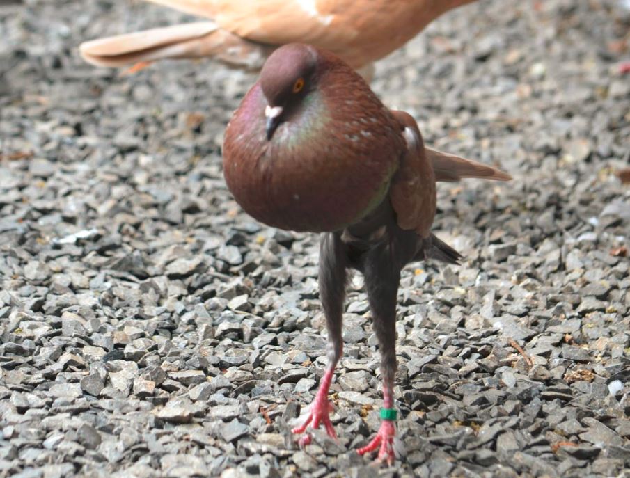 World of Pigeons and Doves Brunner Pouter ( Brünner Kröpfer )