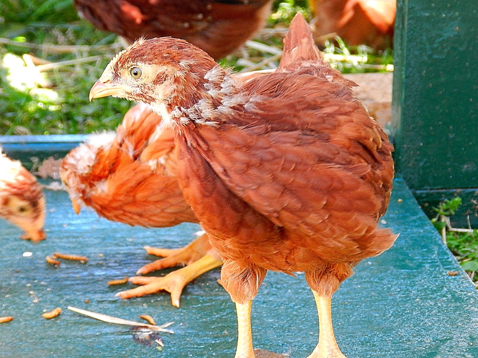 Palmetto Acres Garden Pullets, the Fifth Week