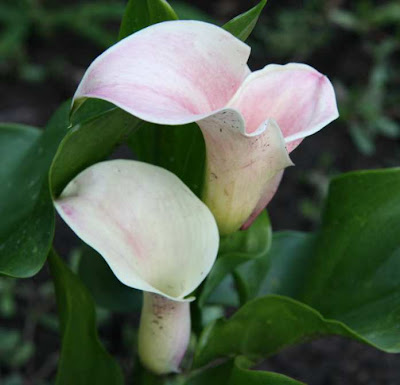 Calla Captain Rodin