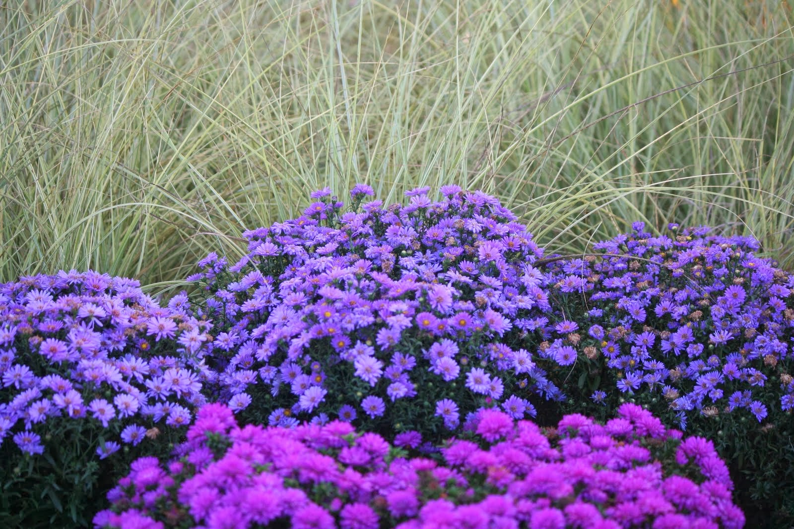 Asters & Grasses