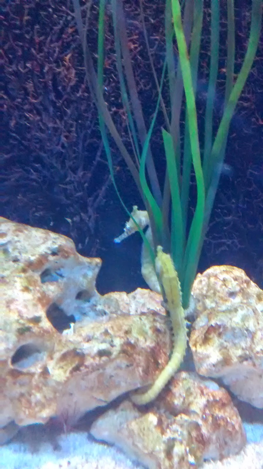 Mit Kind in Berlin Aquarium Berlin Runzelfuesschen Mit Kind in Berlin Aquarium Berlin Runzelfuesschen