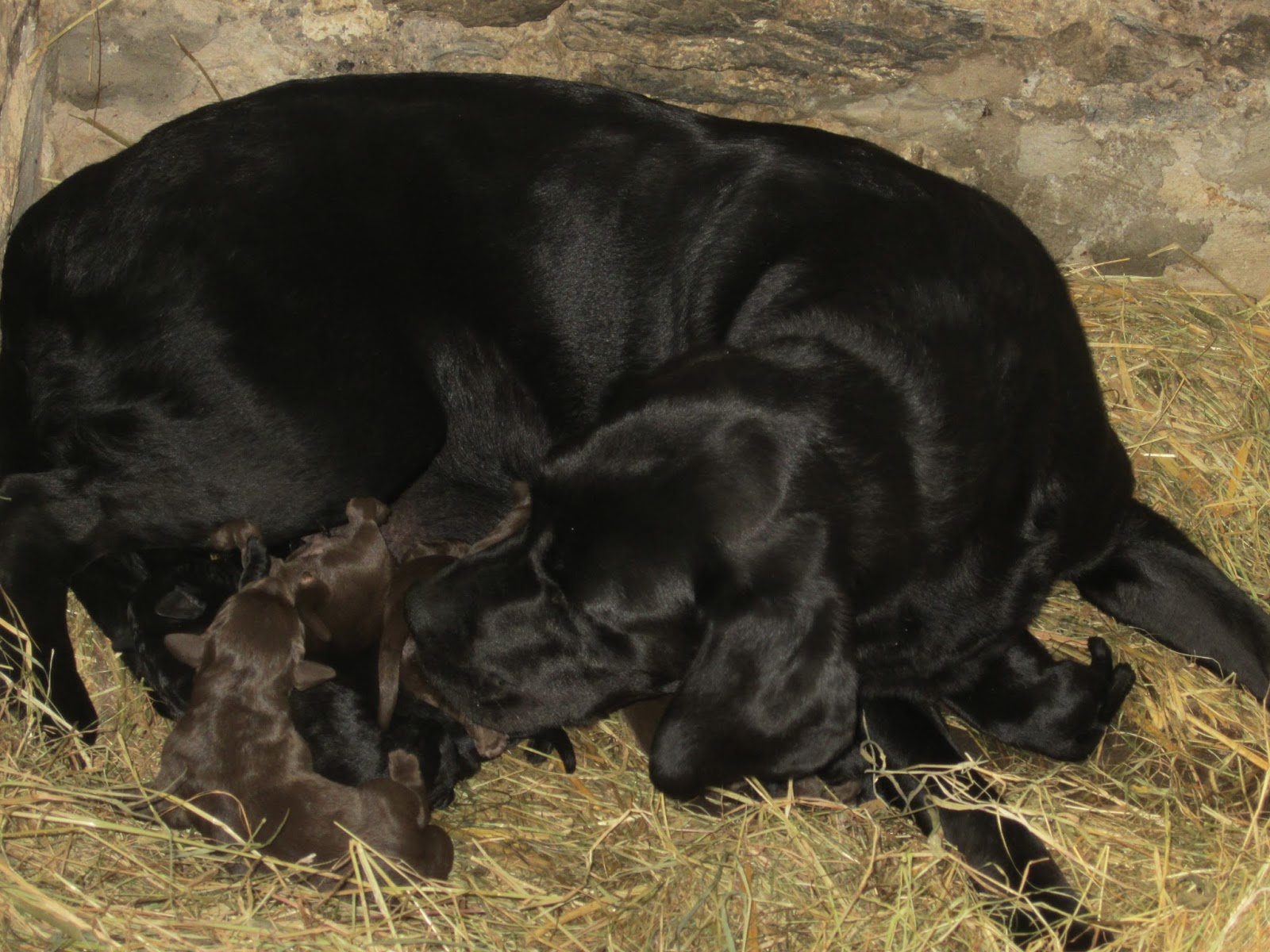 Life on a Welsh Farm New Labrador Puppies, Lightening Strike