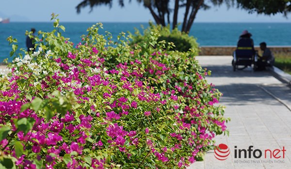 [Image: hoa-giay-no-ro-o-Nha-Trang-1.JPG]