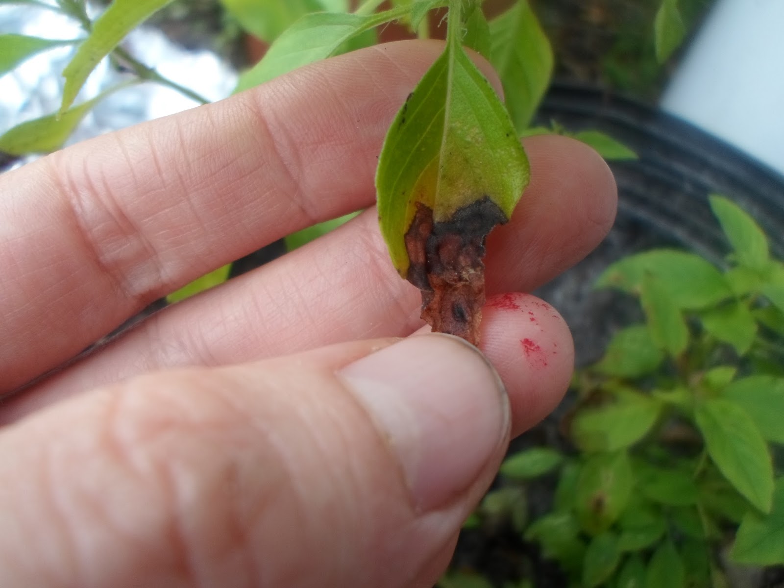 Aquarian Bath Three Easy Methods to Kill Leaf Miners with Neem Oil and