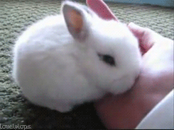 Funny animal gifs - part 117 (10 gifs), cute bunny snuggling