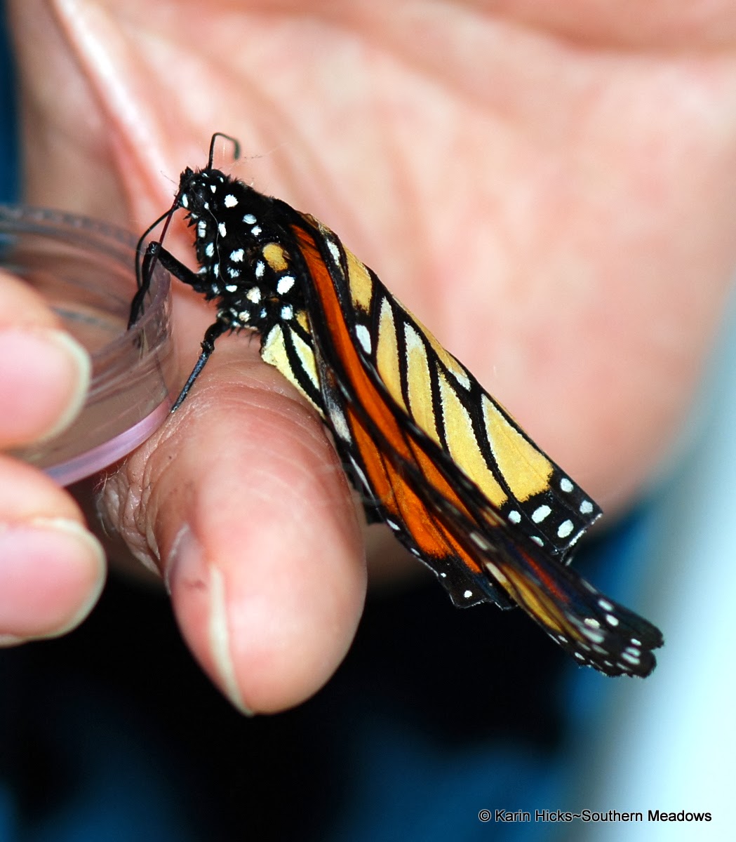 feeding monarch with deformed wings