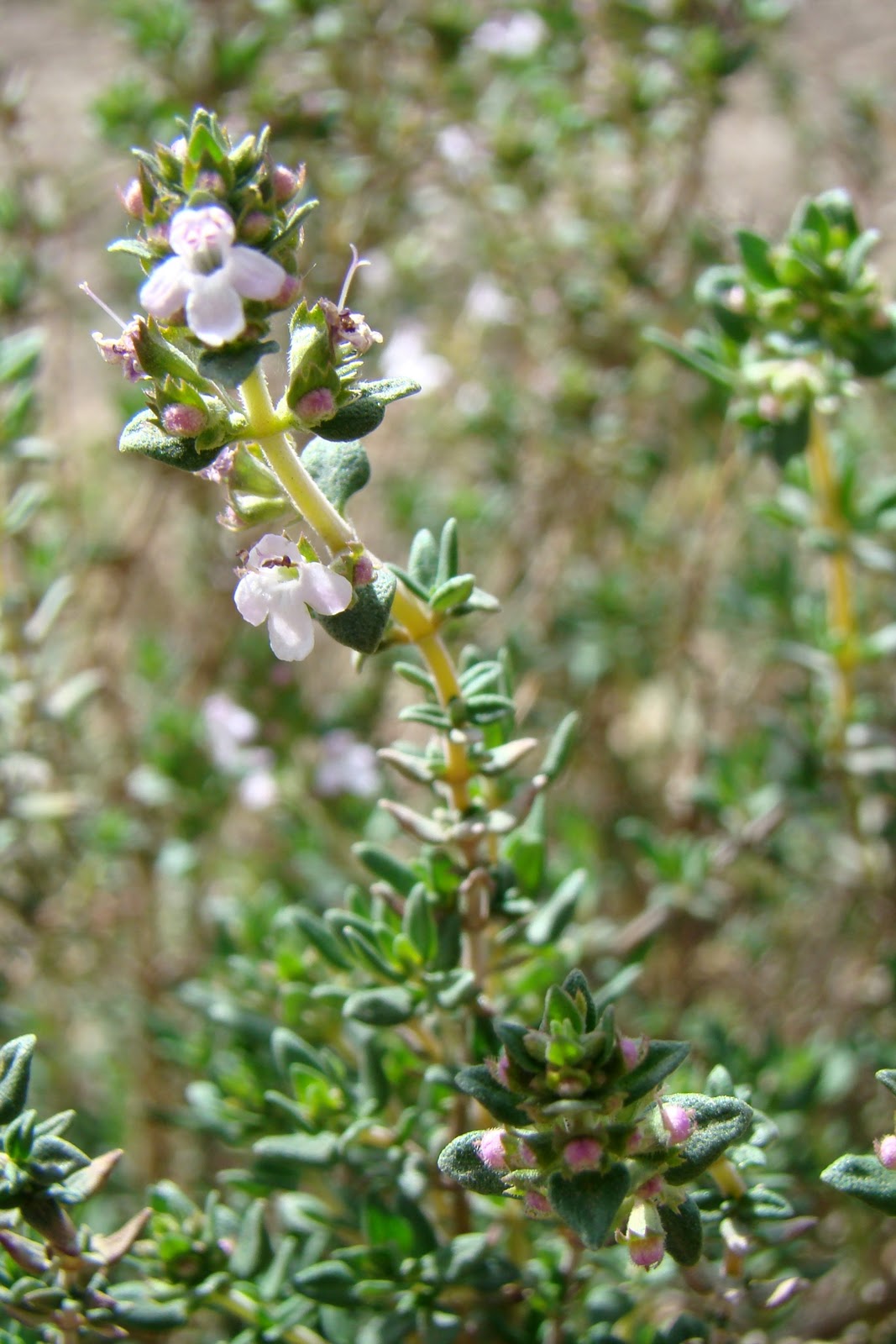 Nourished and Nurtured Herb Gardening, Companion Planting, and the