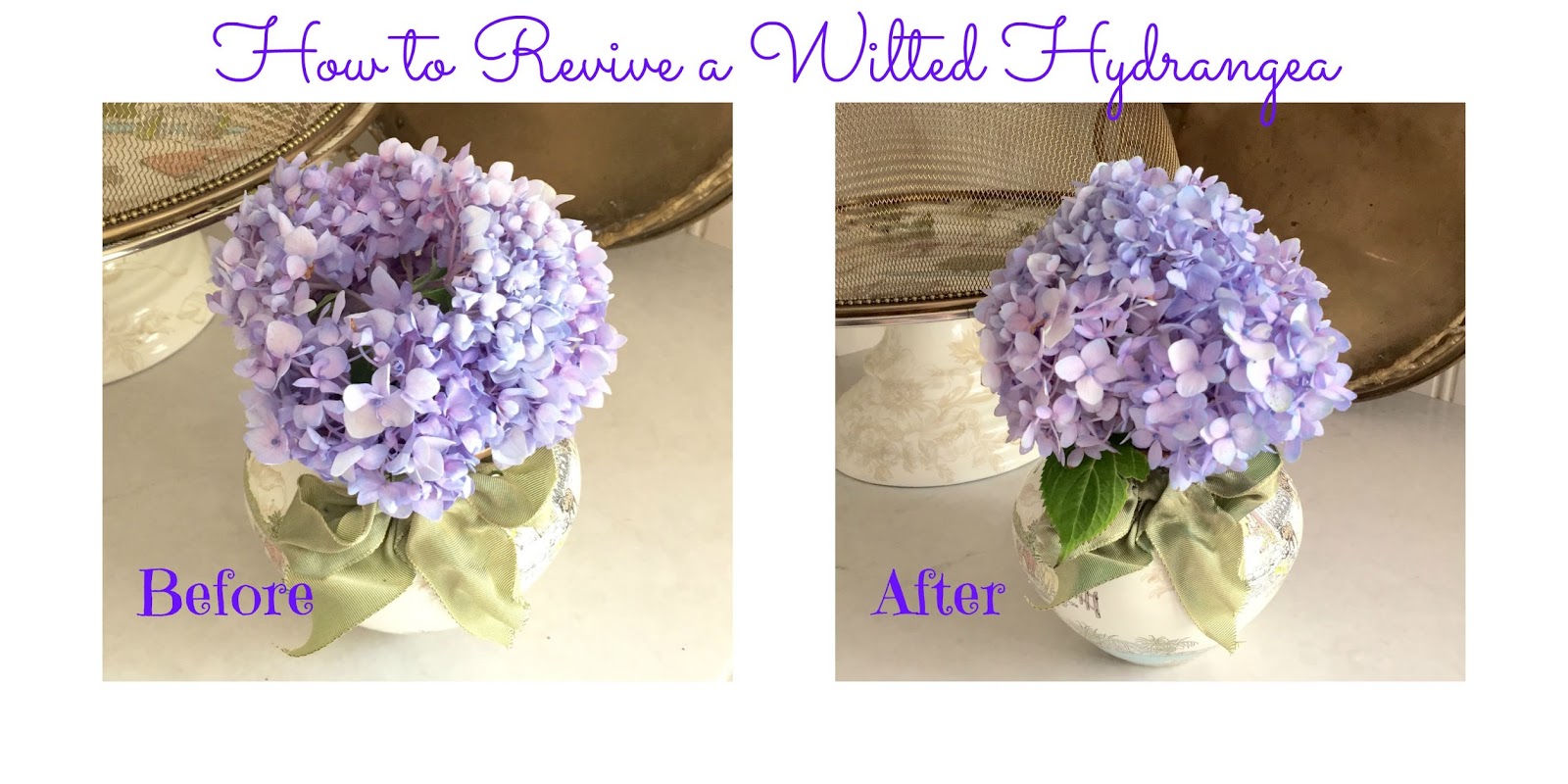 Roses Du Jardin Cheneland Hydrangea Paniculata Unique