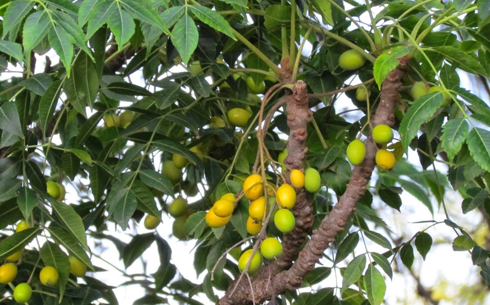 Natürlich Gesund Traditionelle natürliche Heilpflanzen