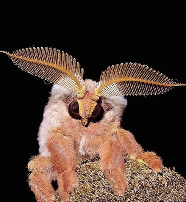 M.M. Perry Musings and News Poodle Moth? More like Angora Moth!