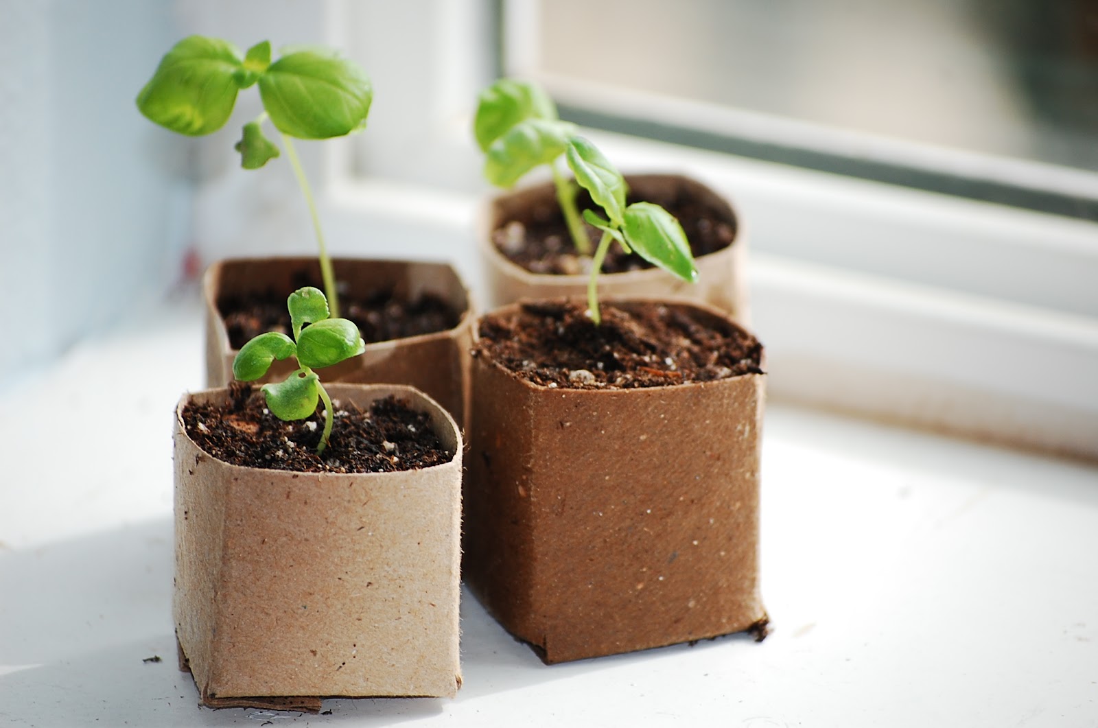 KendollMade Repurposed Toilet Paper Roll Seed Starter Pots