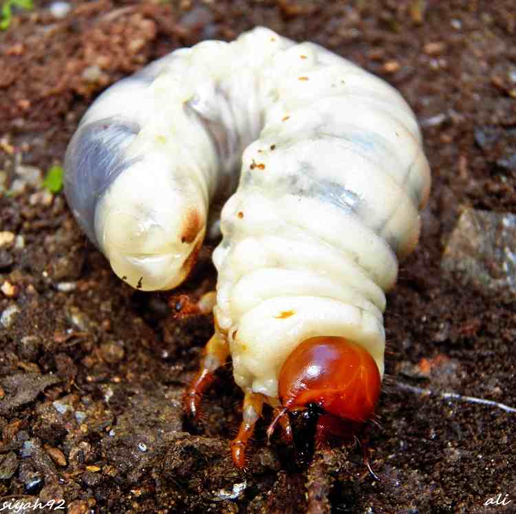dogadan kareler boceklerin dunyasi
