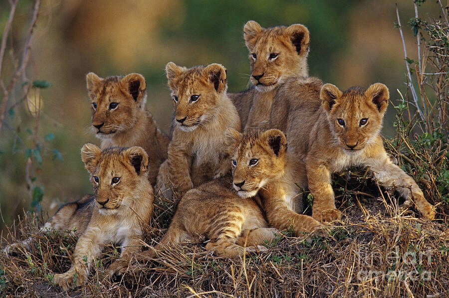 Every Day Is Special: August 10 – World Lion Day
