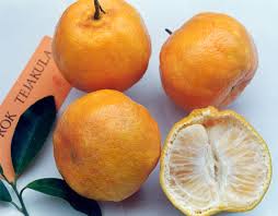 Khasiat dan Manfaat Jeruk Keprok  merupakan tanaman asli Melayu tetapi sekarang penyebarannya sangat luas hampir bisa ditem Khasiat dan Manfaat Jeruk Keprok