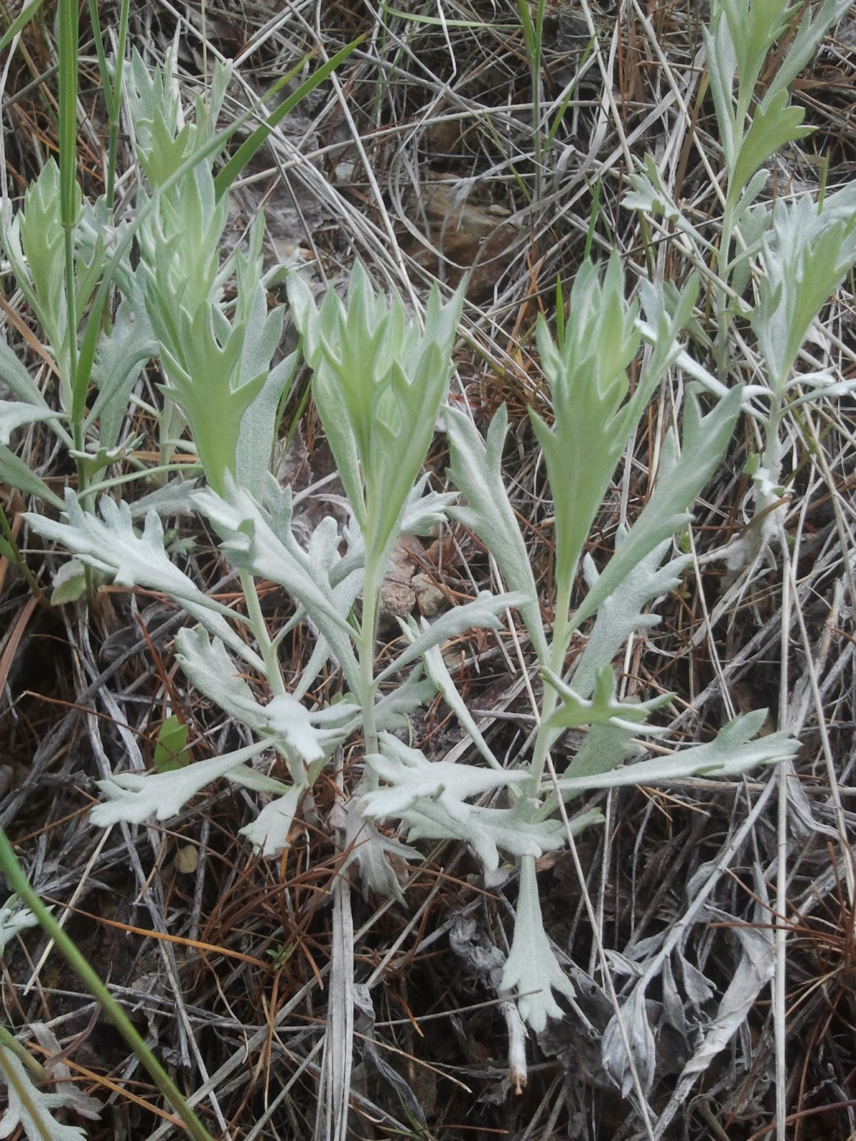 Wild Edibles Artemisia tridentata Nutt. aka sage brush