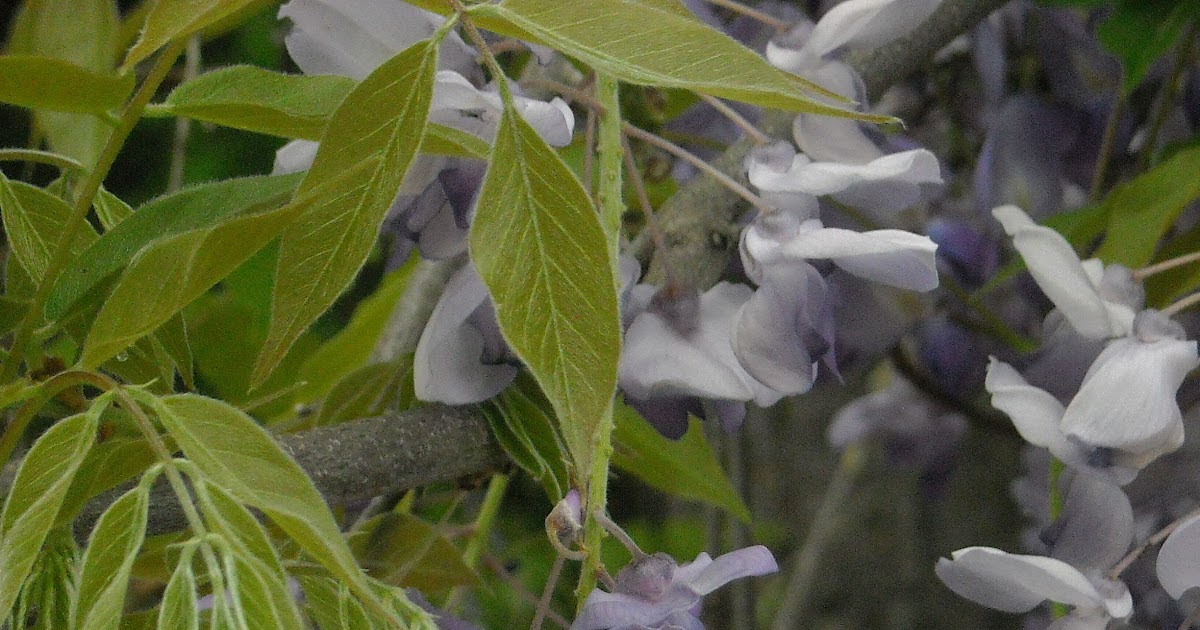 Plants & Places That "grape soda" smell means wisteria