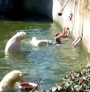 Polar bear attacking a woman at Berlin Zoo.