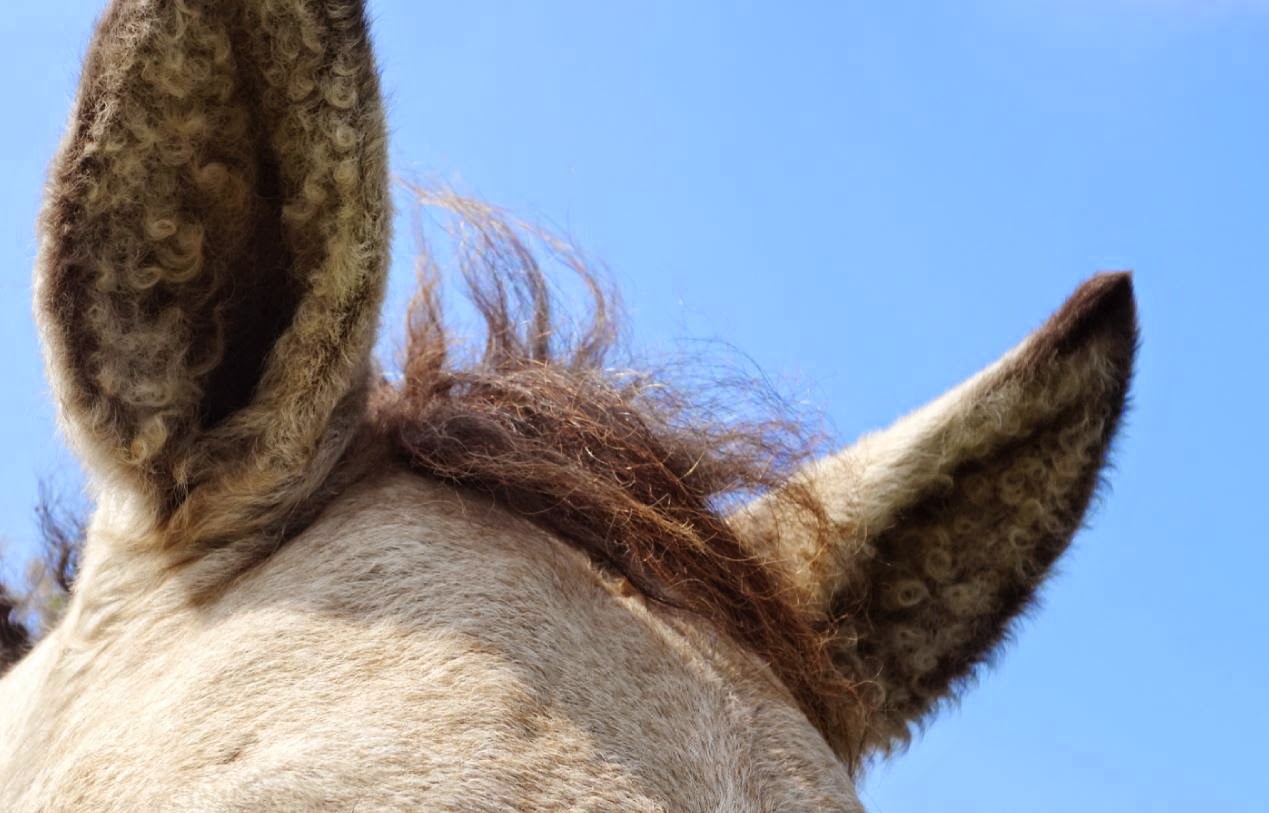 AMERICAN BASHKIR CURLY REGISTRY CURLY HORSE EARS