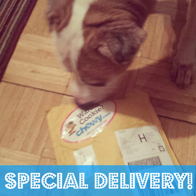 Special Delivery Giveaway Pawsitively Pets