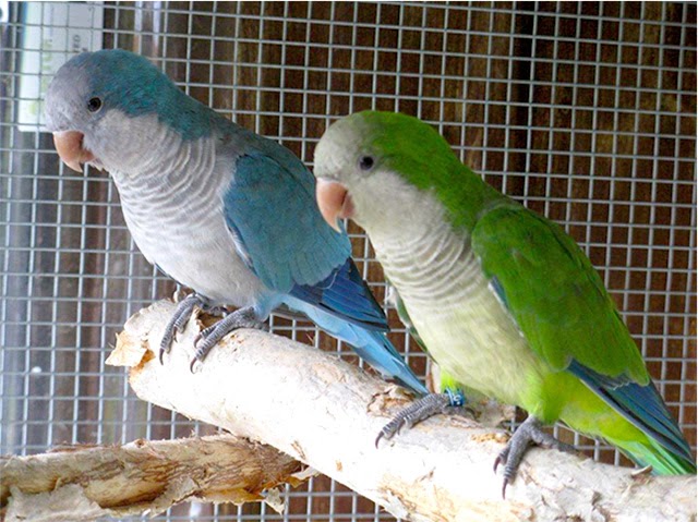 Bird Directory: Quaker Parrot: Just What You Need To Know