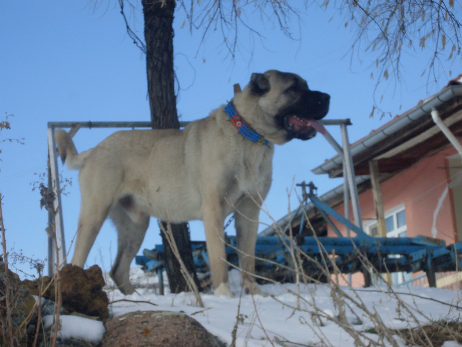 Malaklı kangal « Aksaray Malaklı köpekleri satılık Tel 0553 427 46