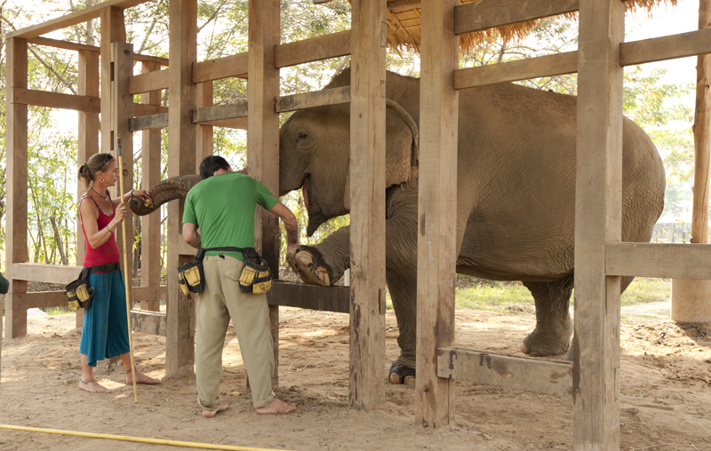 Ride Bikes, Not Elephants! Why? Ride Bikes Not Elephants