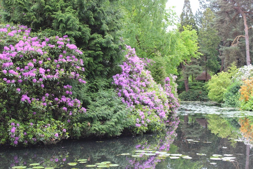 The Aspiring Gardener Mexican Orange A Great Small Evergreen Shrub